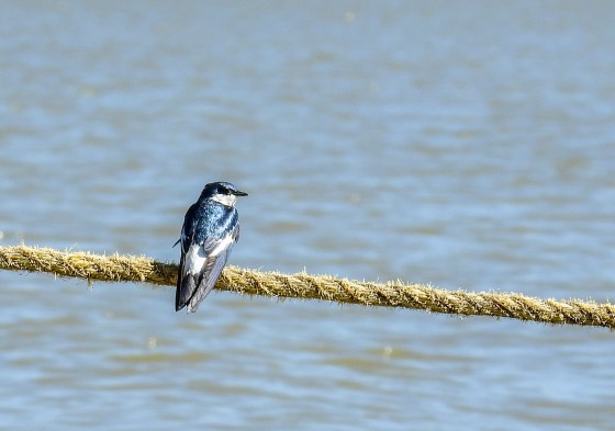 white winged swallow