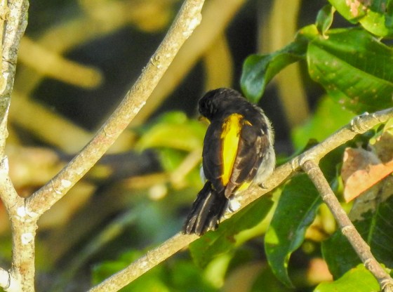 yellow backed tanager (3)