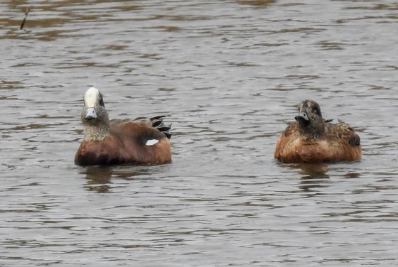 American wigeon