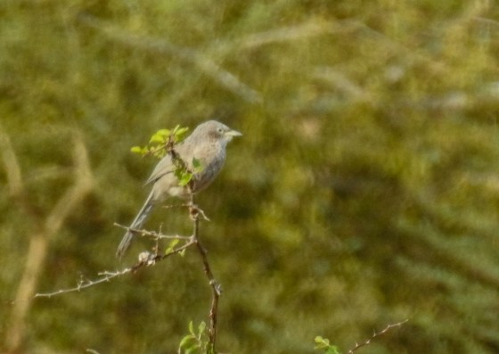 Arabian warbler (2)