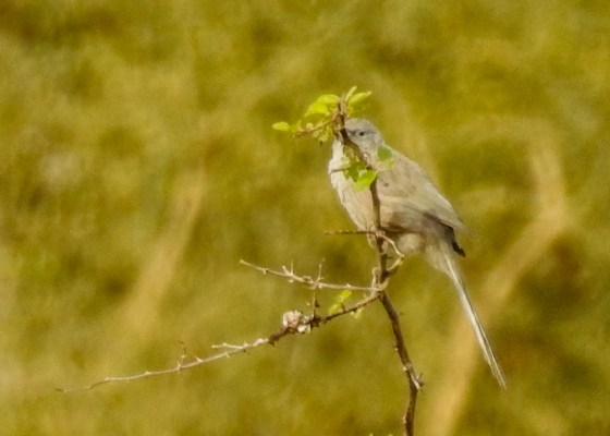 Arabian warbler
