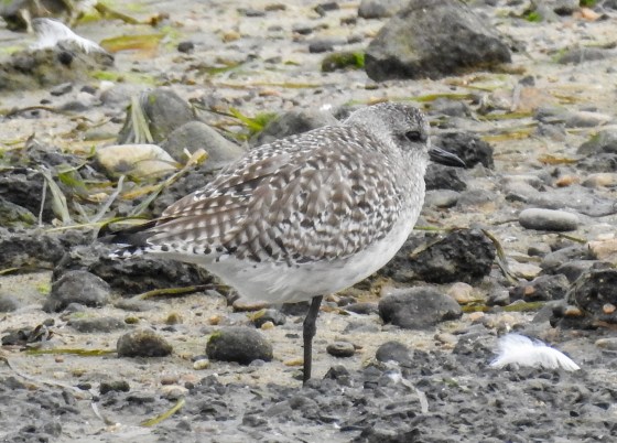 black bellied plover