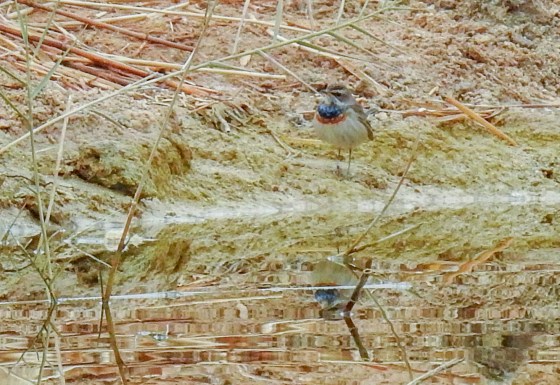 blue throat (2)