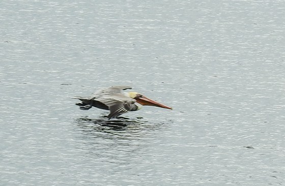 brown pelican