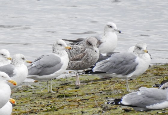 california gulls with first winter gull
