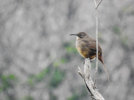 California Thrasher (2)