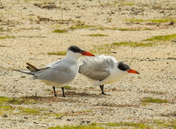 Caspian tern and chick (2)