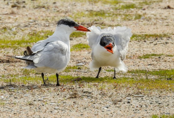 Caspian tern and chick