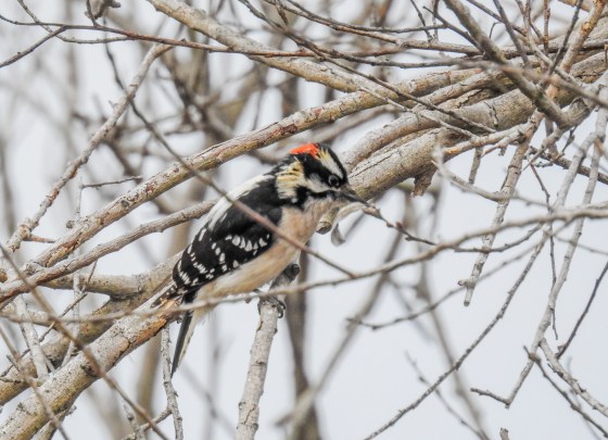 Downy woodpecker (2)
