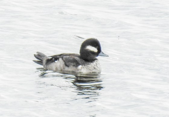 female bufflehead