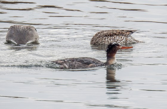 female red necked merganer