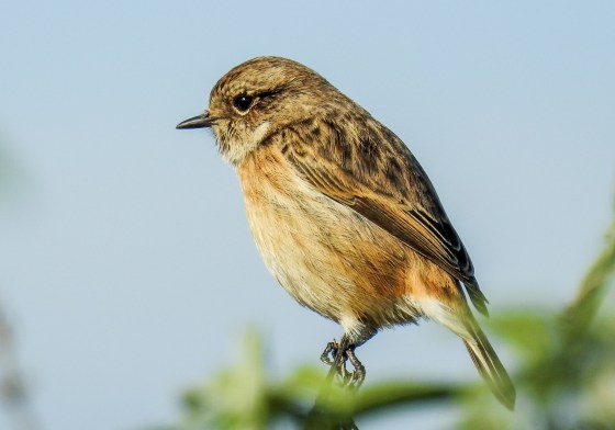 female saxicola (2)