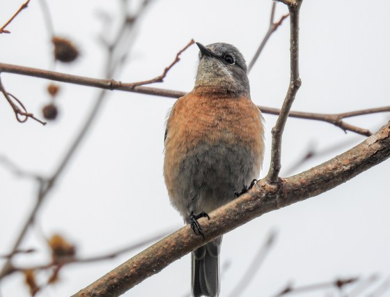 female western bluebird (3)