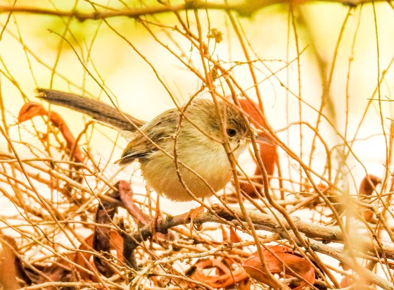 gracefu prinia