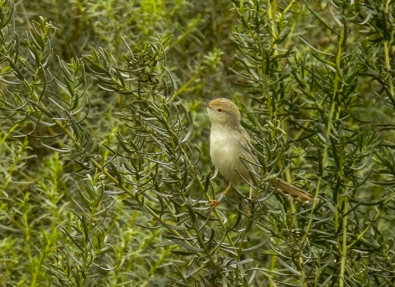 graceful prinia