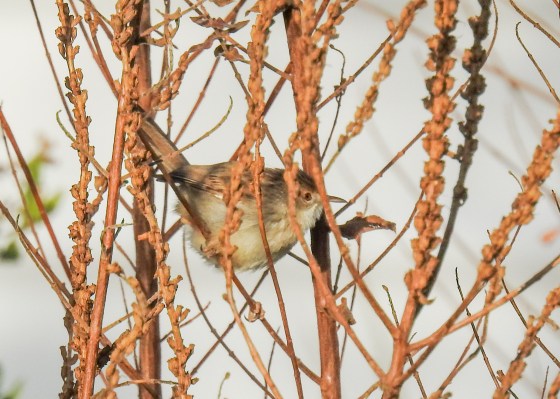 graceful prinia (3)