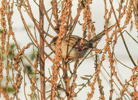 graceful prinia (4)