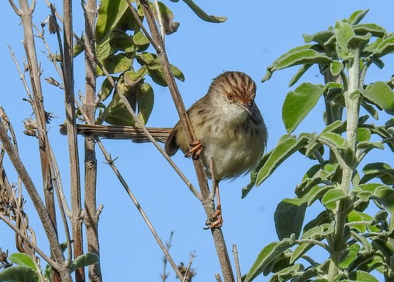 graceful prinia (5)