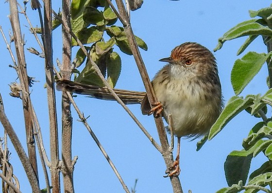 graceful prinia (6)