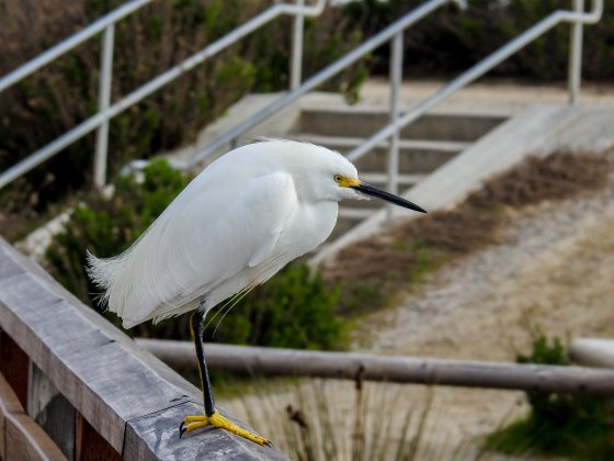 great egret