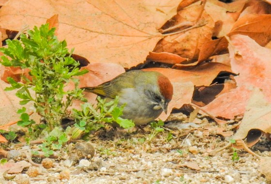 Green-tailed towhee (3)