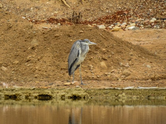 grey heron