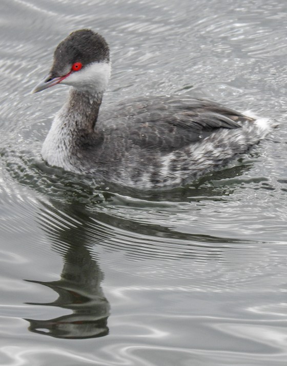 horned grebe (2)