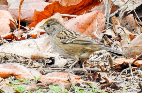 Juvenile golden crowned sparrow