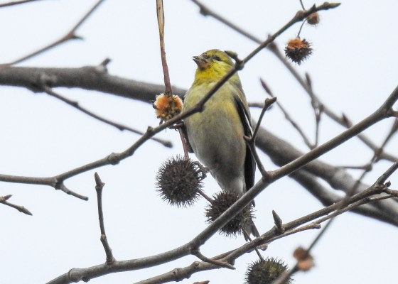 Lesser goldfinch