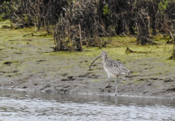 long billed curlew