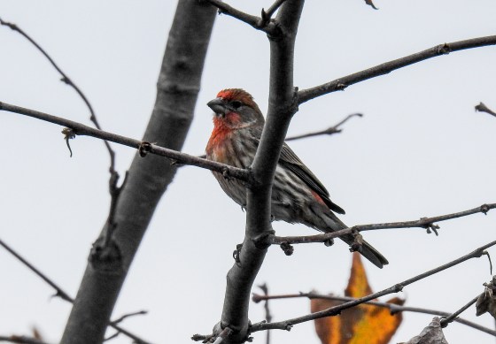 Male housefinch (2)