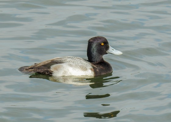 male lesser scaup (2)