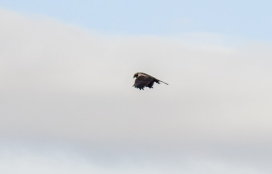 marsh harrier