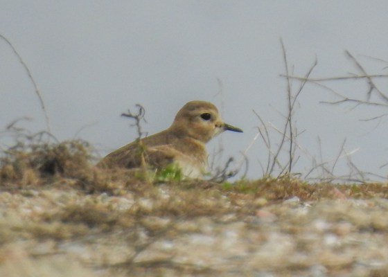 mountain plover