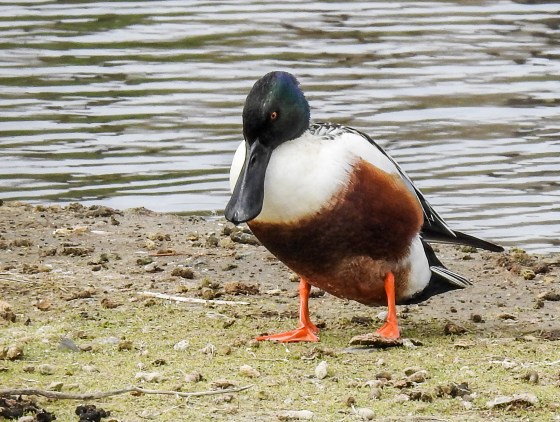 northern shoveler