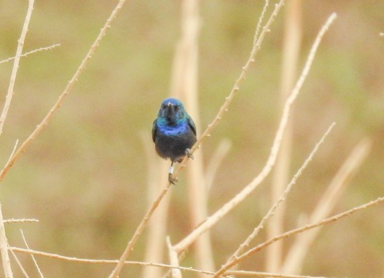 palestine sunbird (2)