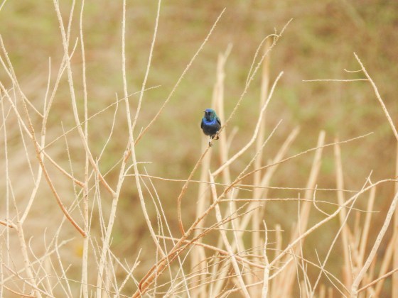 palestine sunbird (4)