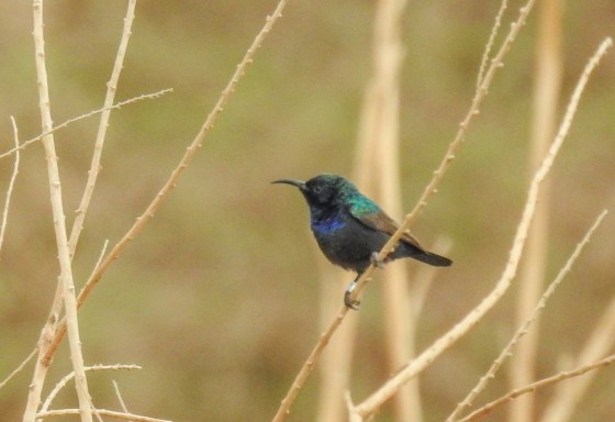 palestine sunbird (5)