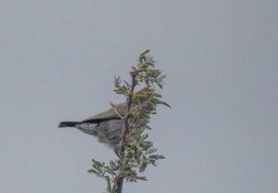 palestine sunbird female