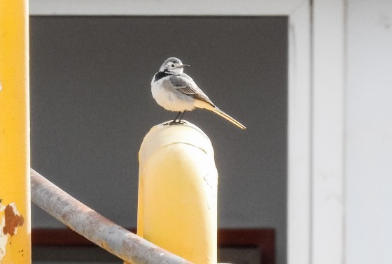 pied wagtail