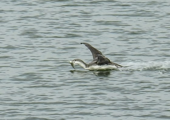 red throated loon with fish