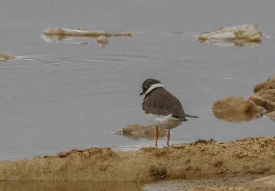 ring plover
