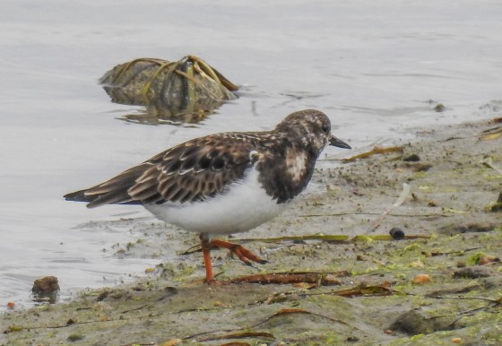 ruddy turnstone (2)