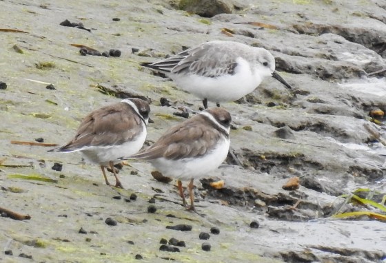 semi palmated plovers and dunlin