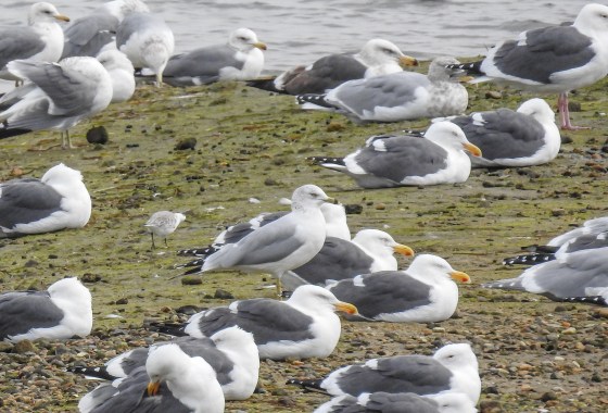 single herring gull among the western gulls