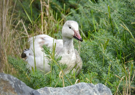 snow goose
