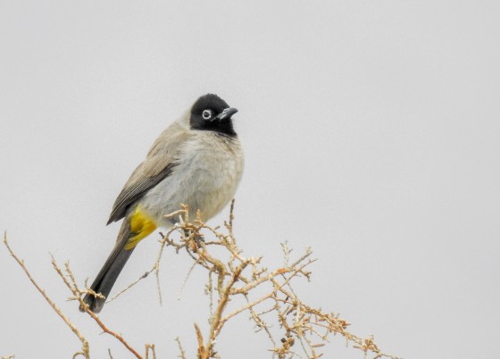 spectacled bulbul (2)