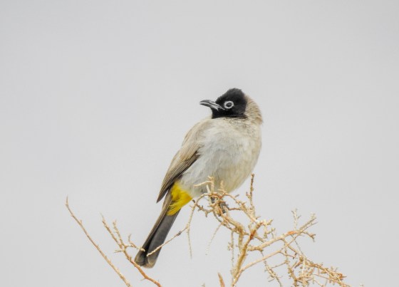 spectacled bulbul (3)