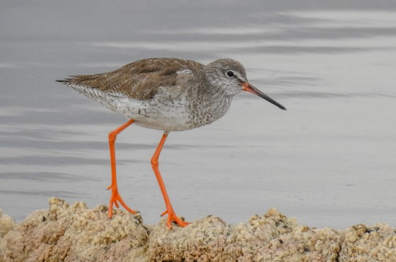 spotted redshank (4)