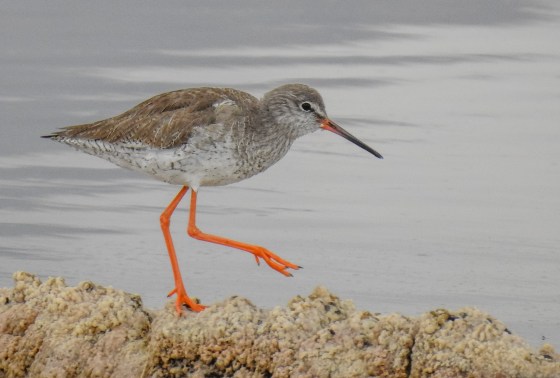 spotted redshank (5)